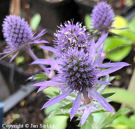 Eryngium planum 'Blue Hobbit', sinipiikkiputki